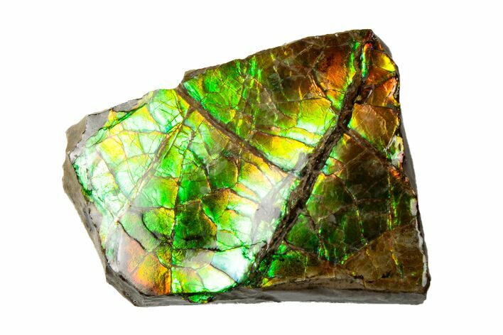 Iridescent Ammolite (Fossil Ammonite Shell) - Alberta, Canada #202328